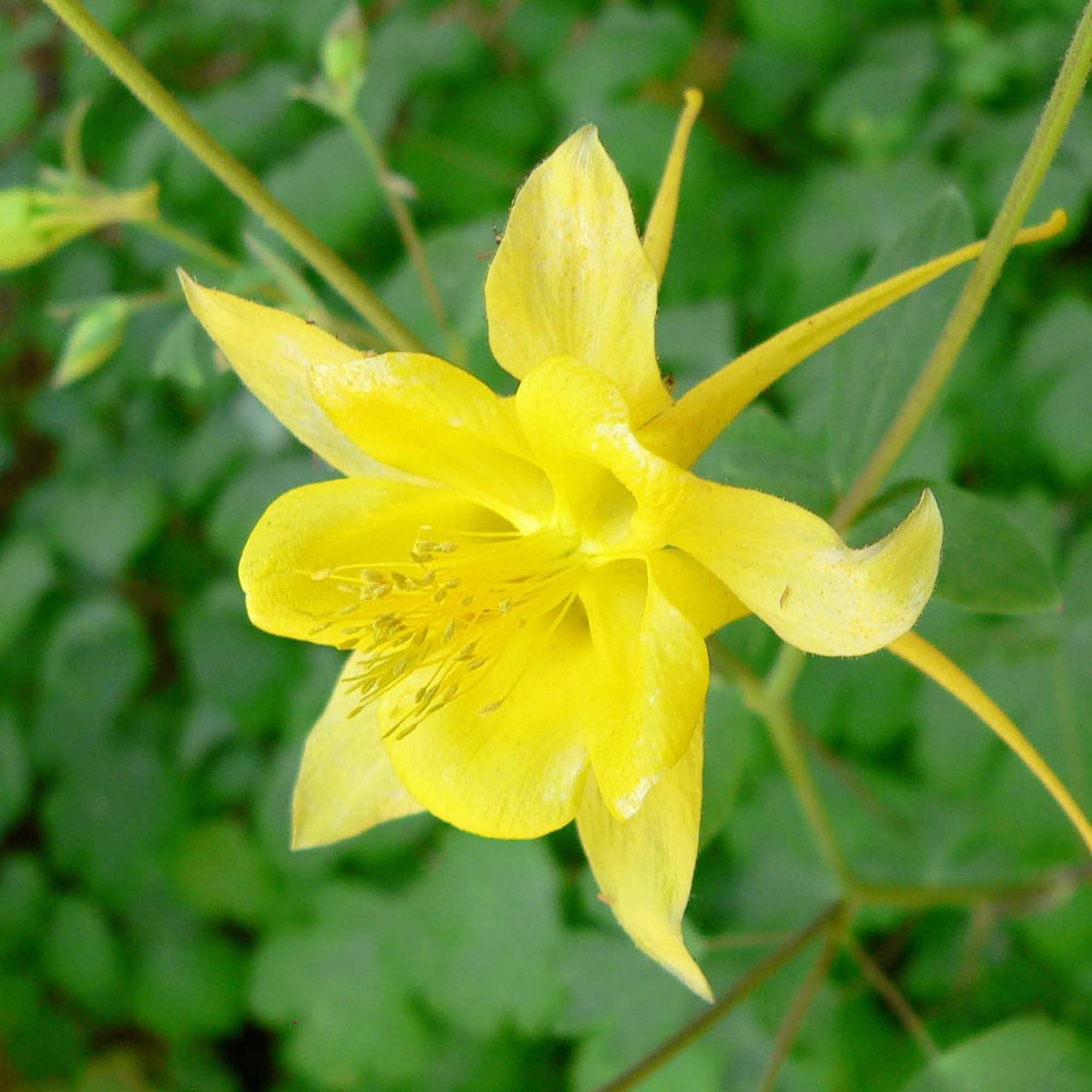 Yellow Aquilegia (Aquilegia chrysantha) for planting in shaded garden beds