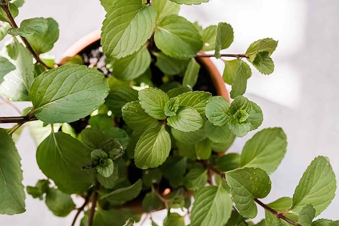 Chocolate Mint Seeds