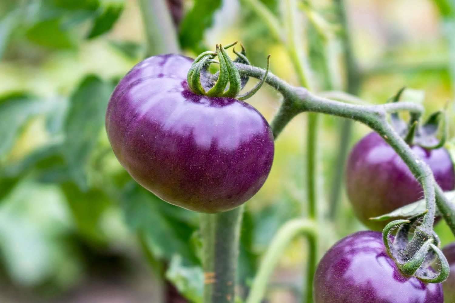 Indigo Rose Tomato Seeds for Planting