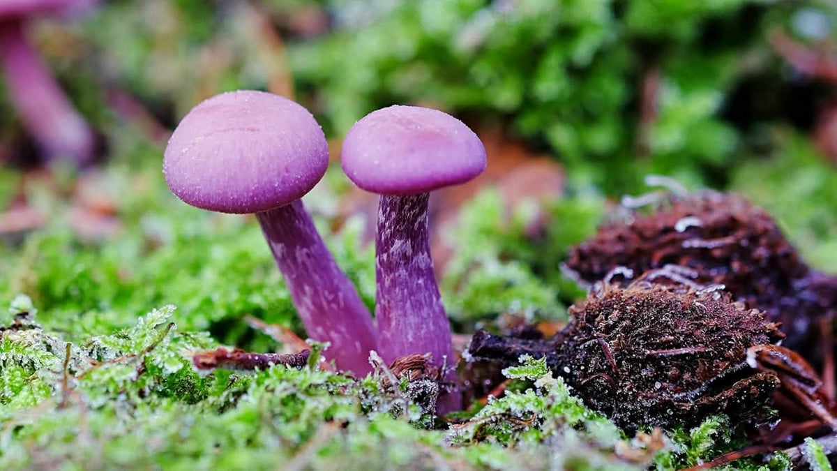 Gourmet mushroom spores for home planting