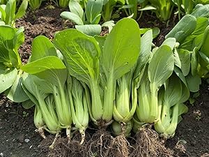 Dwarf Bok Choy – Brassica rapa – for planting in vegetable patch