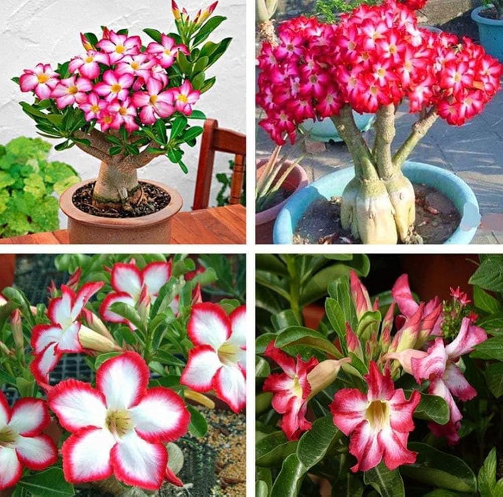 Adenium Obsum Desert Rose Viola d'Or Triplo Seeds pcs