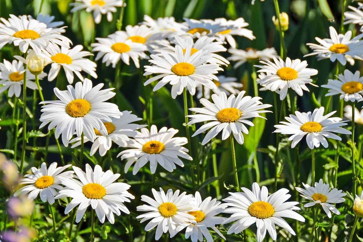 English Daisy Bellis Perennis Flower Seeds for Planting in home garden and balcony pots