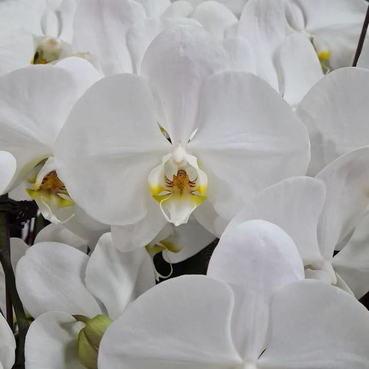 Butterfly Orchid Flower Seeds for Planting,