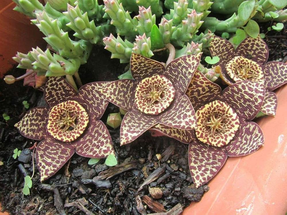 Carrion Flower Stapelia Gigantea Flower Seeds for Planting in rock gardens and indoor succulent pots