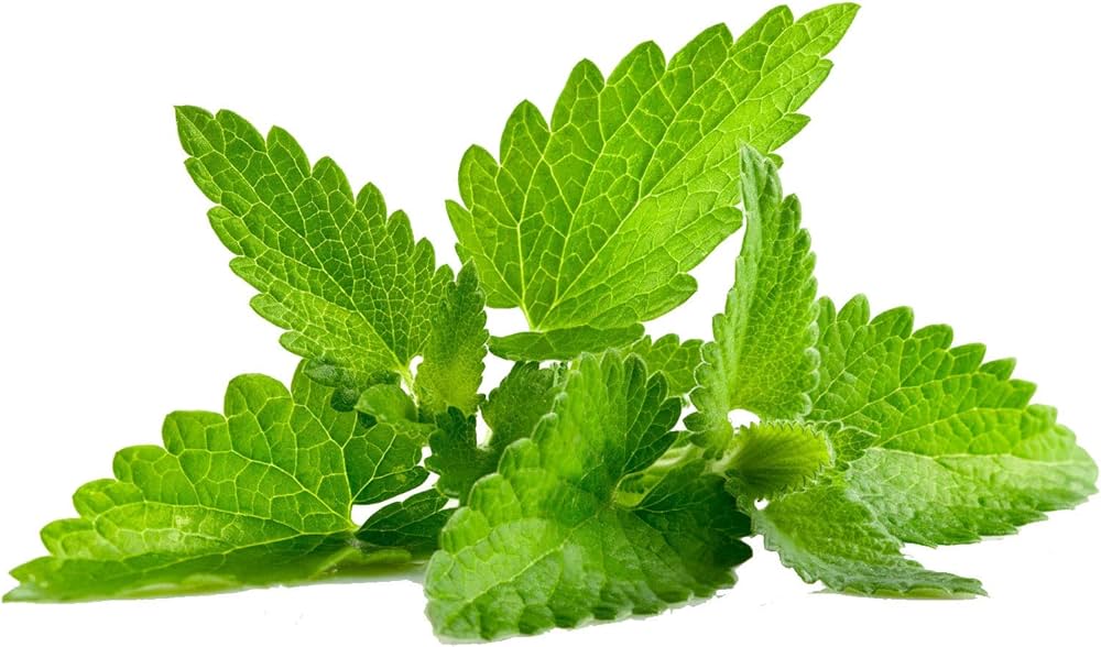 Pfefferminzsamen Peppermint Seeds for Planting - Great for Herb Garden & Kitchen Garden