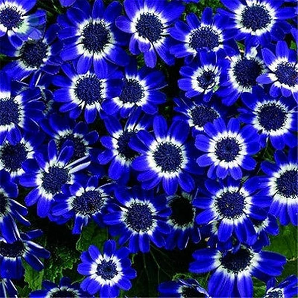 Cineraria Flower Seeds - pcs for Florist Gardens & Easy Pot Planting