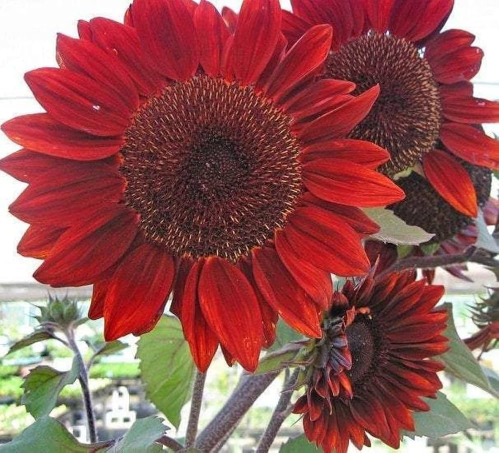 Drop Dead Red Sunflower Seeds g