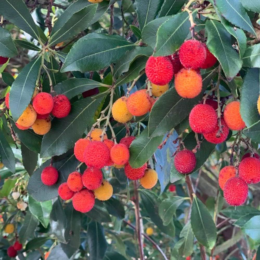Mixed bayberry fruit seeds