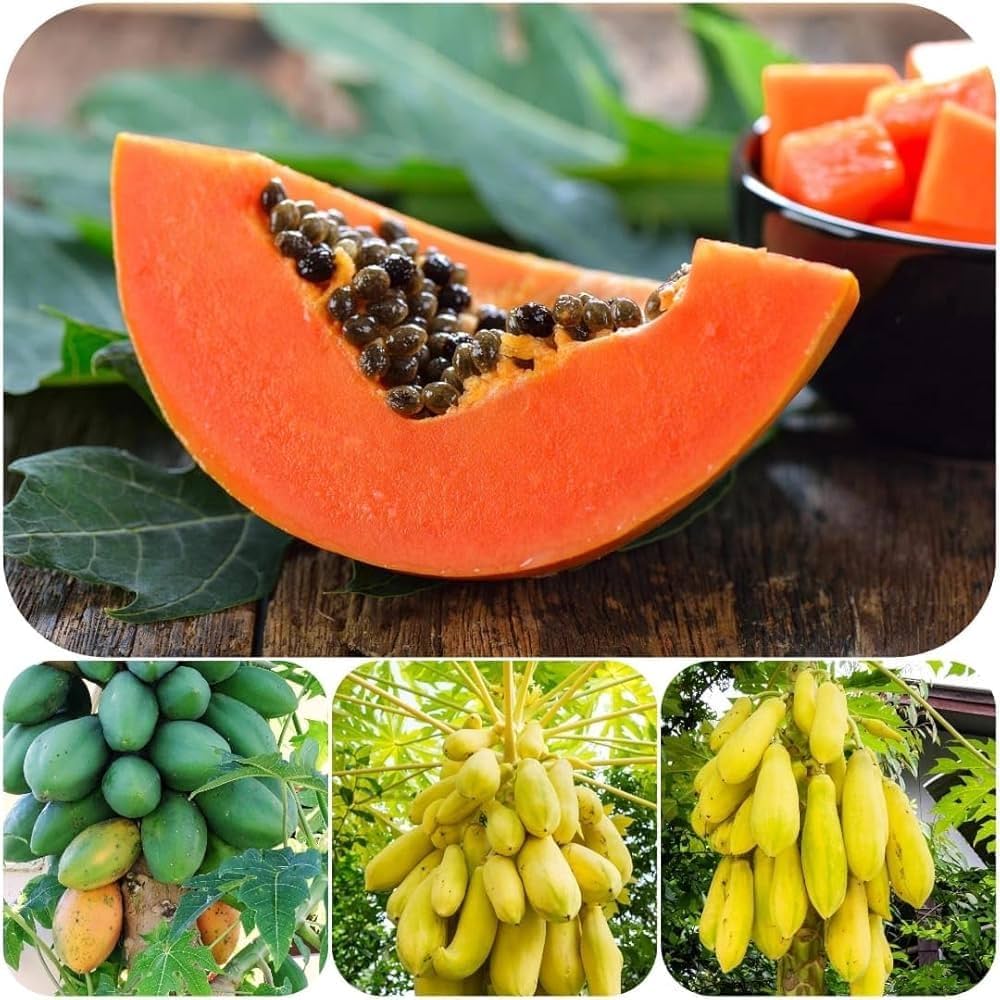 Mixed Papaya Fruit Seeds for Planting - Tropical, Sweet Papayas in a Mix of Varieties