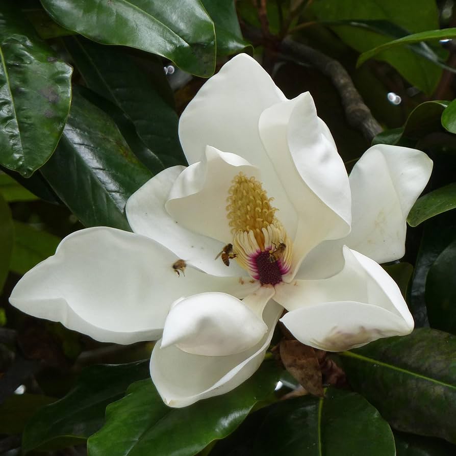 Magnolia Grandiflora seeds for planting in front yard