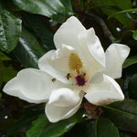 Magnolia Grandiflora seeds for planting in front yard