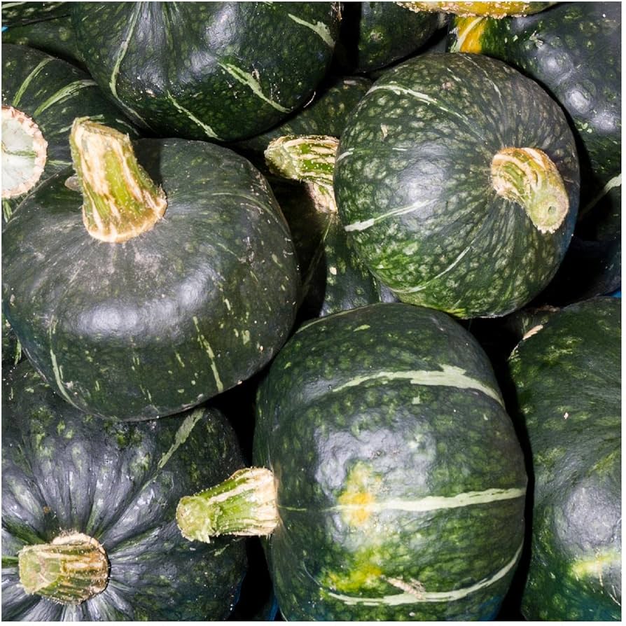 Buttercrop Burgess Winter Squash Seeds for Rich, Nutty Flavor