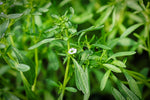 Summer Savory Herb Seeds for Cooking