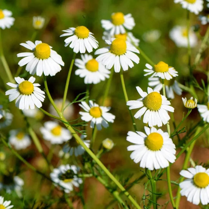 Chamaemelum Flower Seeds for Planting, 100