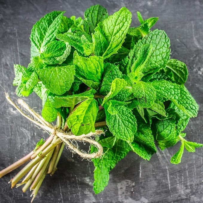 Drive Midge Grass Mint Green Vegetable Seeds