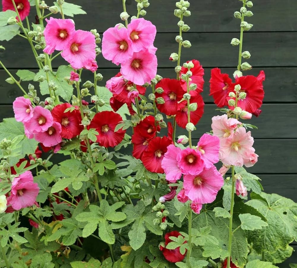 Beautiful Hollyhock Seeds - Pink, Red & Yellow, Organic Heirloom Seeds for Vibrant Flower Gardens