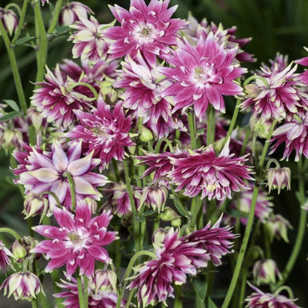 Columbine Barlow Bordeaux Seeds – for Hardy Aquilegia Flowers