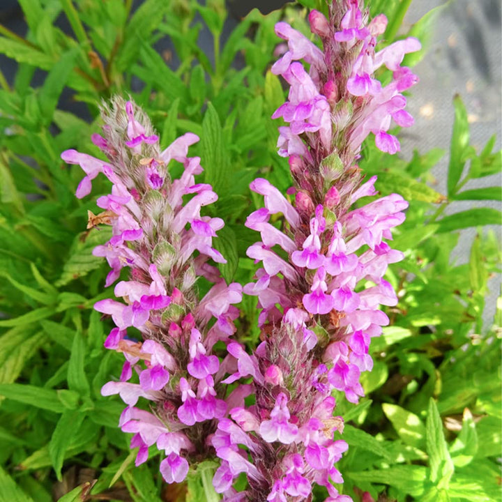 Nepeta Parnassica Plant Seeds for Planting 100