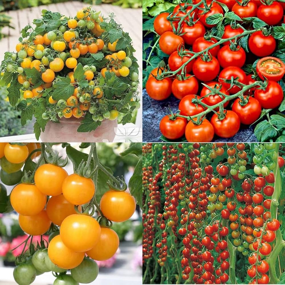 High Yield Hybrid Tomato For Sowing – Heirloom, Non-GMO, High Germination Organic Garden Seeds