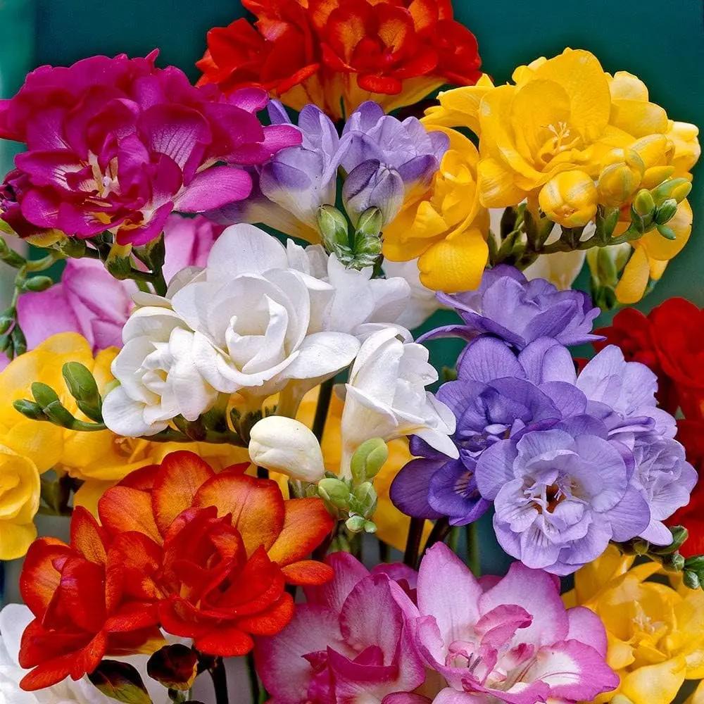 Mixed Color Freesia Flower Seeds – Non-GMO Spring Seeds for Vibrant Garden Blooms for planting in home garden