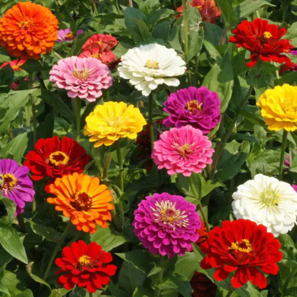 California Giants Zinnia Flower Seeds - Stunning Colors Oz - High Germination – Heirloom, Non-GMO, High Germination Organic Garden Seeds