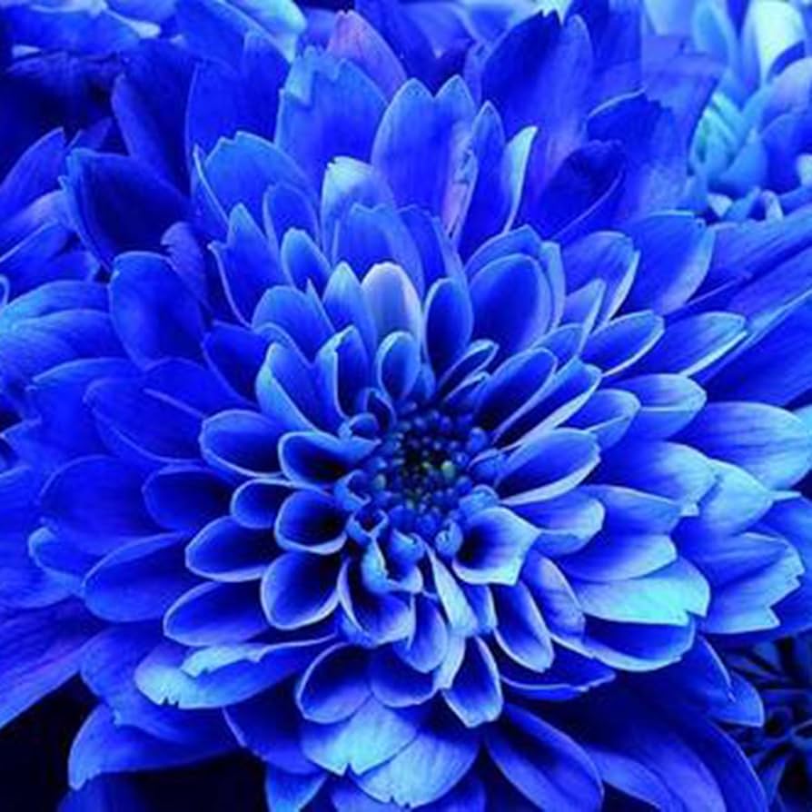 Blue Dahlia Seeds for Planting for Beautiful Gardens