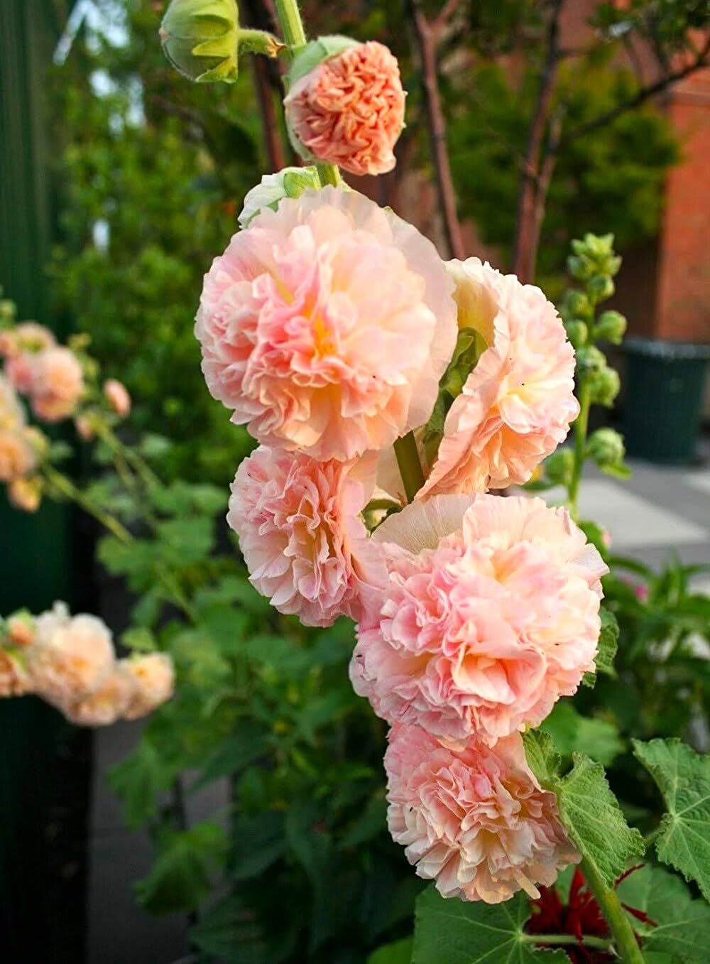 Hollyhock Seeds - Chaters Double Salmon