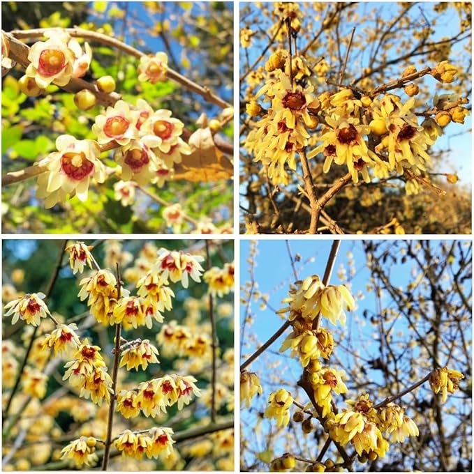 Chimonanthus Praecox Chimonanthus praecox for planting in garden