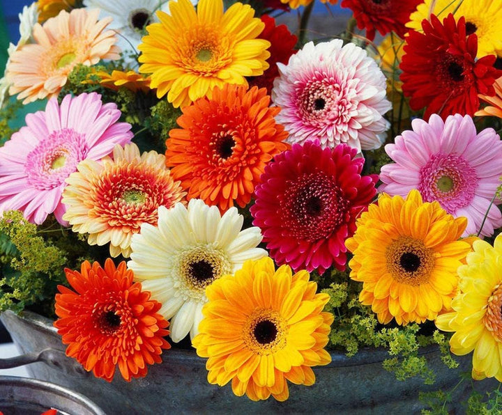 Gerbera Flower Seeds for Planting - 100 pcs