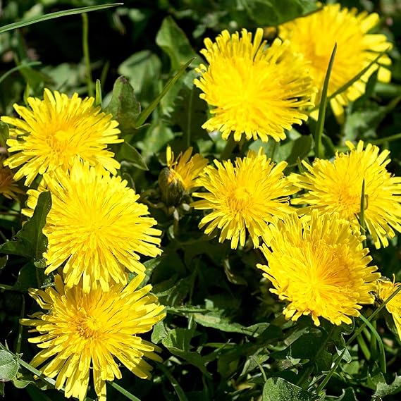 Dandelion Plant Taraxacum officinale Seeds for Planting in Lawn & Herb Garden