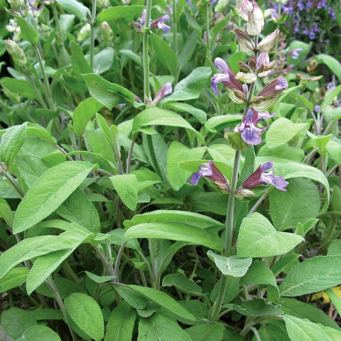 Organic Broad Leaved Sage Herb Seeds