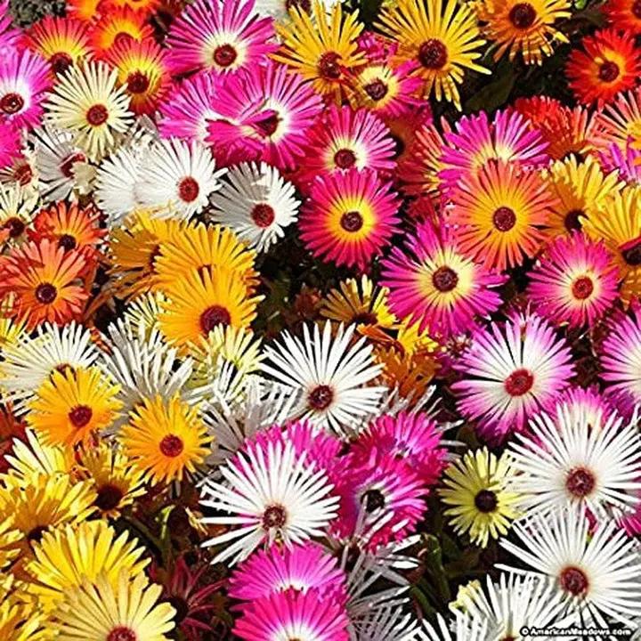 Mischfarbe Flower Seeds for Planting, NON GMO Seeds Dhara Seeds