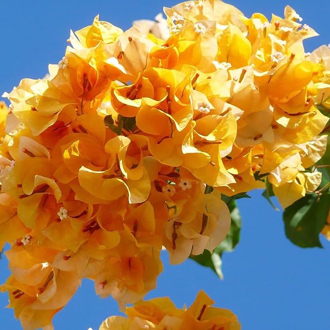 Bougainvillea Glabra Flower Seeds for Planting in vertical garden or backyard Trellis