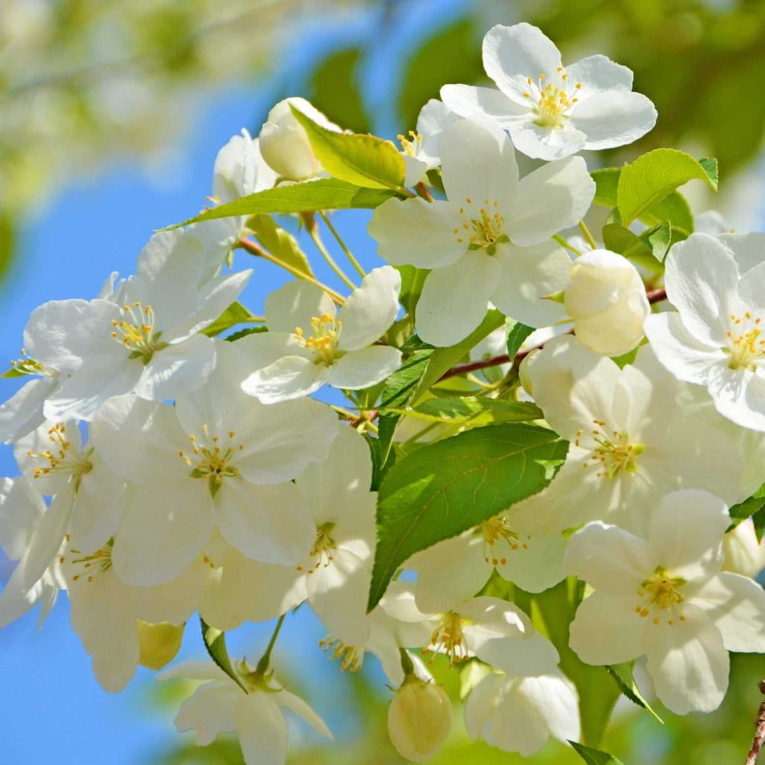 Begonia Semi di Fiore Misti Flower Seeds for Perennial Gardens