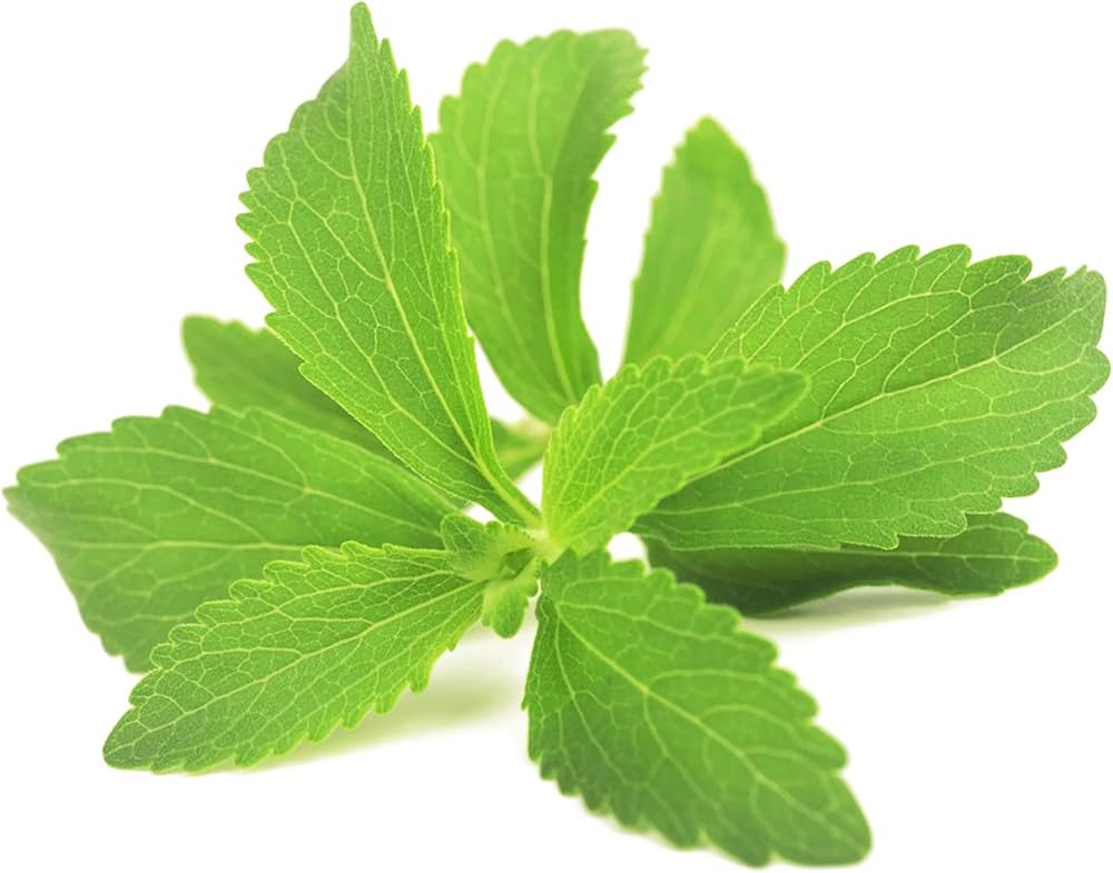 Starleaf Stevia Plant Seeds for Planting-Heirloom & Non-GMO Seeds for planting – Fresh Herb for Your Garden