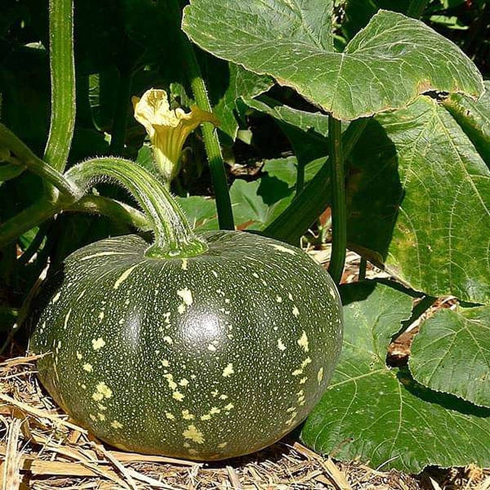 Swan Bottle Pumpkin Vegetable Seeds for Planting
