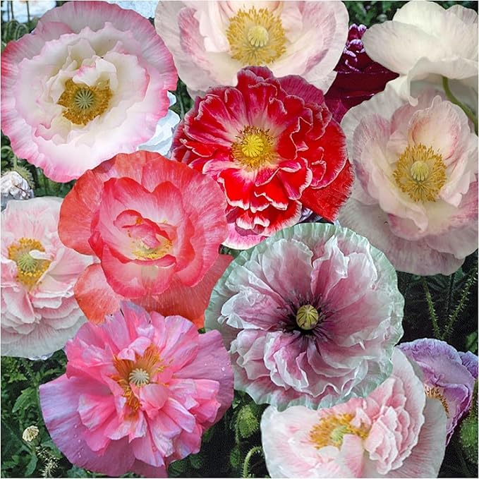 Mixed Poppy Papaver spp for planting in flower bed