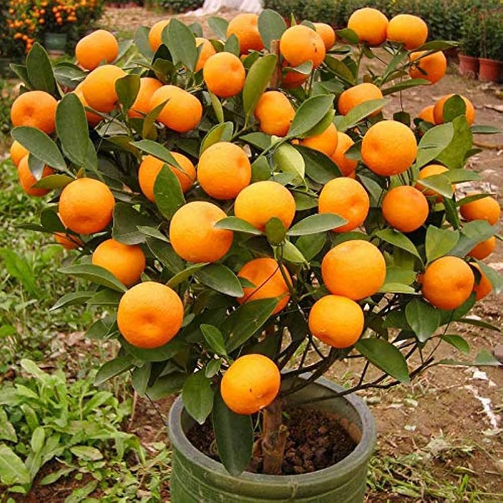 Orange Fruit Seeds – Seeds for Growing Bright Orange Fruit Trees in Your Garden or Pots