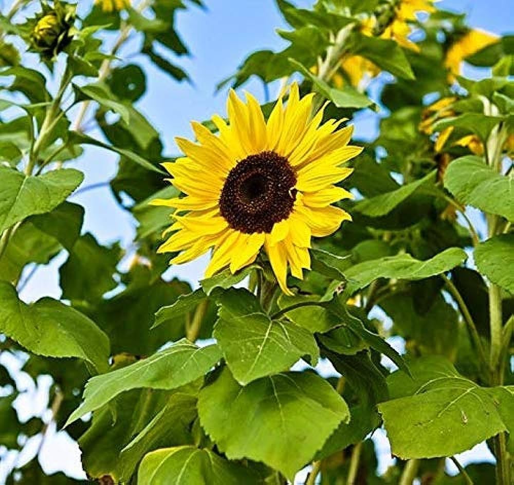 Greek Sunflower Seeds for Planting Helianthus annuus for vegetable patches and flower beds