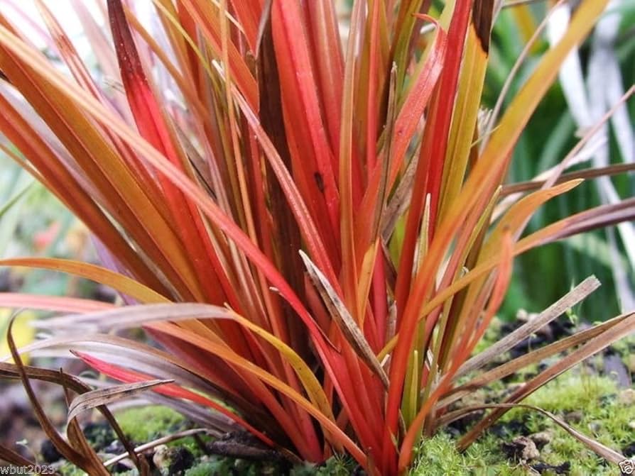 Feuertanz Grass (Uncinia Rubra) Ornamental Grass Seeds Pieces