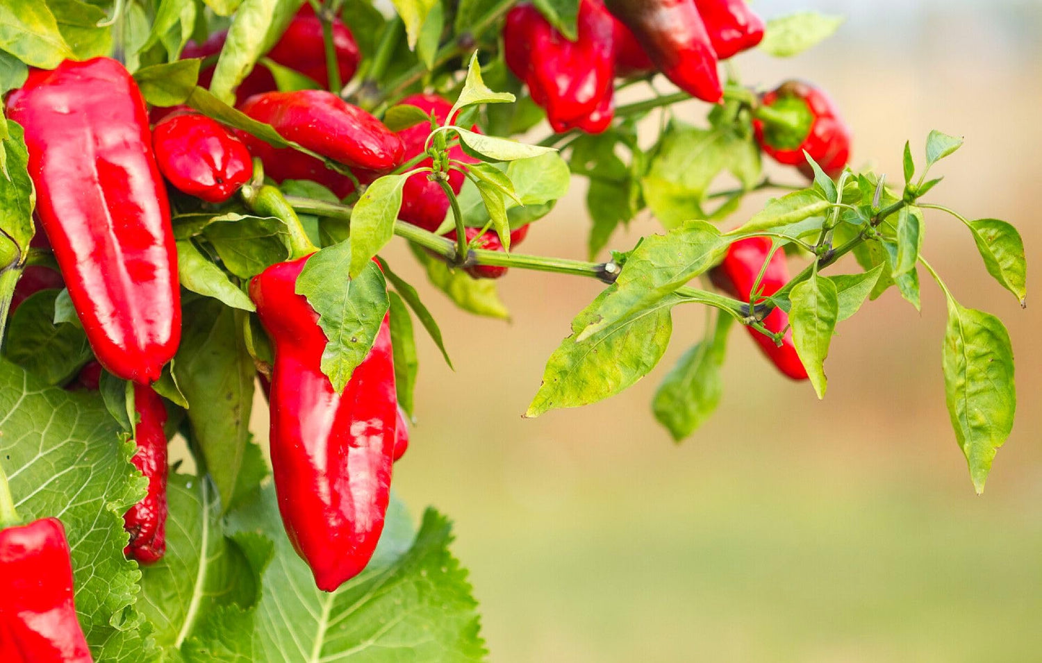 Marconi Pepper Vegetable Seeds for Planting