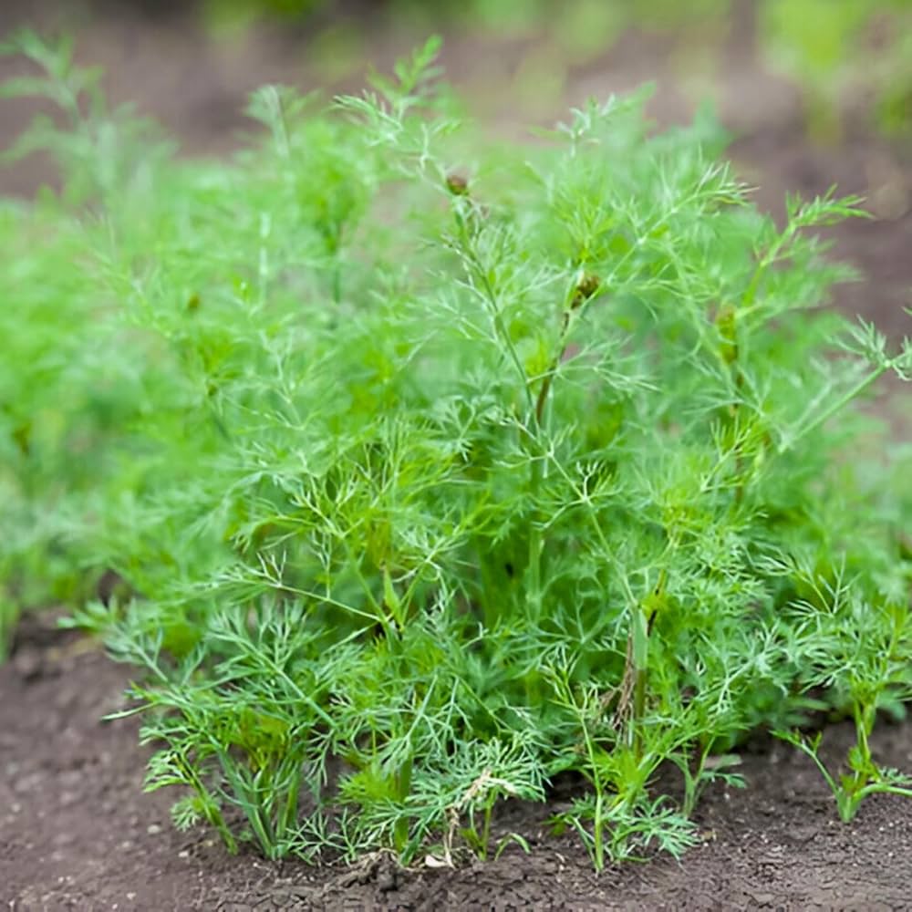 Brown Dill Grn Plant Seeds for Planting-Flavorful Herb Gardens – Fresh Herb for Your Garden
