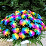 Rainbow Chrysanthemum Flower Seeds for Planting - NON GMO Seeds for planting in home garden