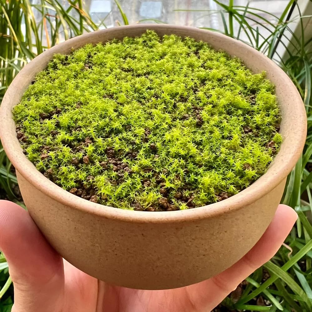 Green Moss Bryum argenteum ground cover seeds for indoor pots