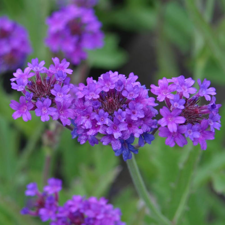 Hastata Flower Seeds for Planting - 100 pcs