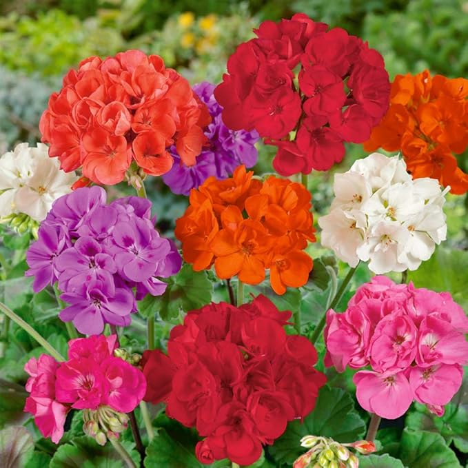 Mix Geranium Seeds