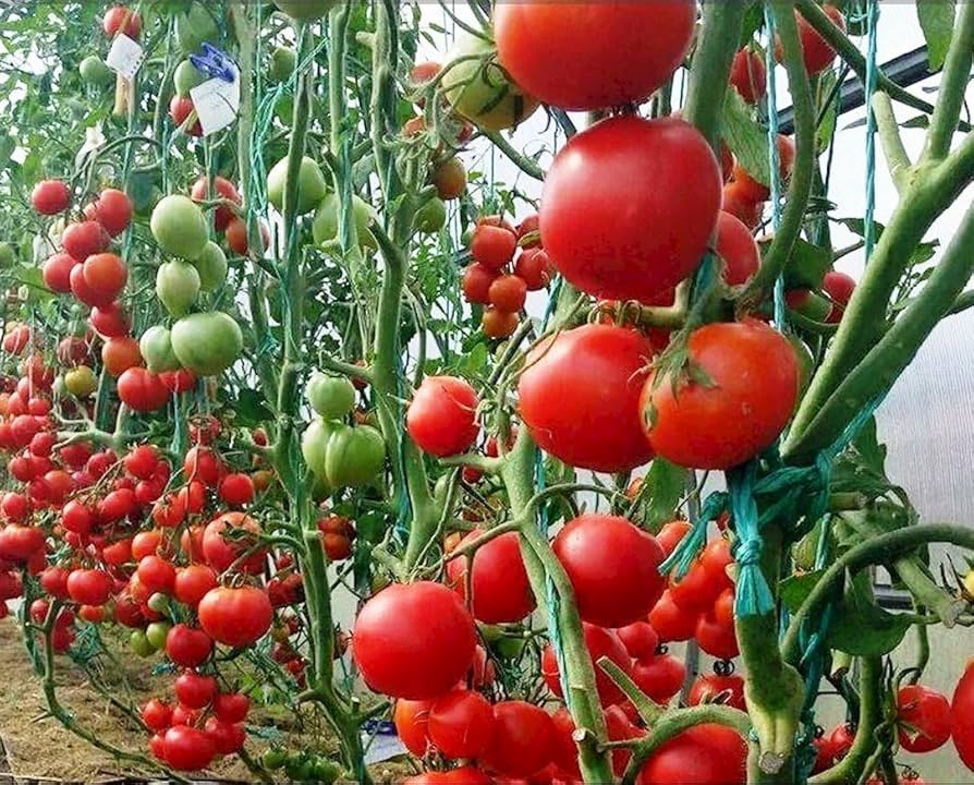 Sugar Lump Cherry Tomato Vegetable Seeds for Planting