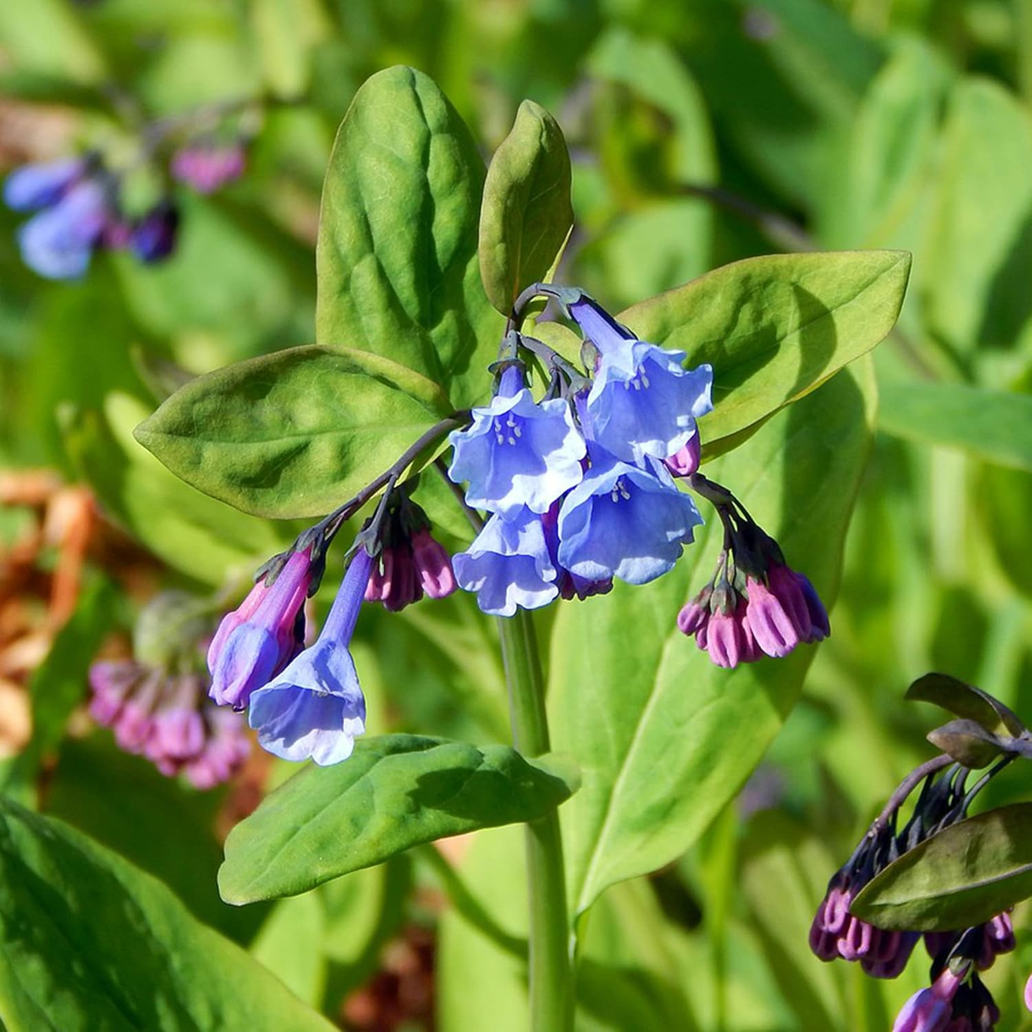 Mertensia Virginica Seeds