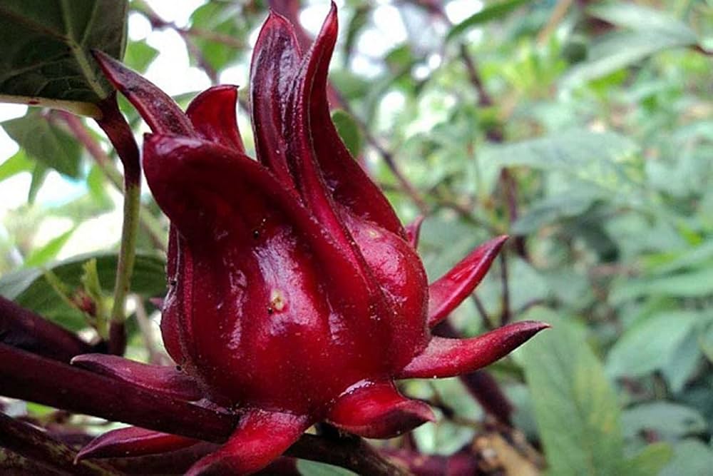 Roselle Hibiscus Seeds for Planting Herbal Tea Garden Borders